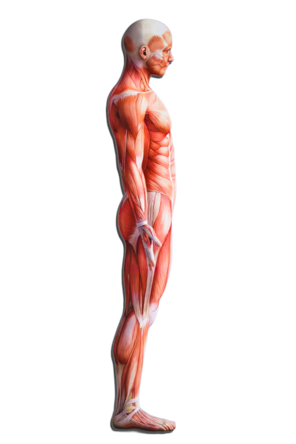 Profil droit muscles