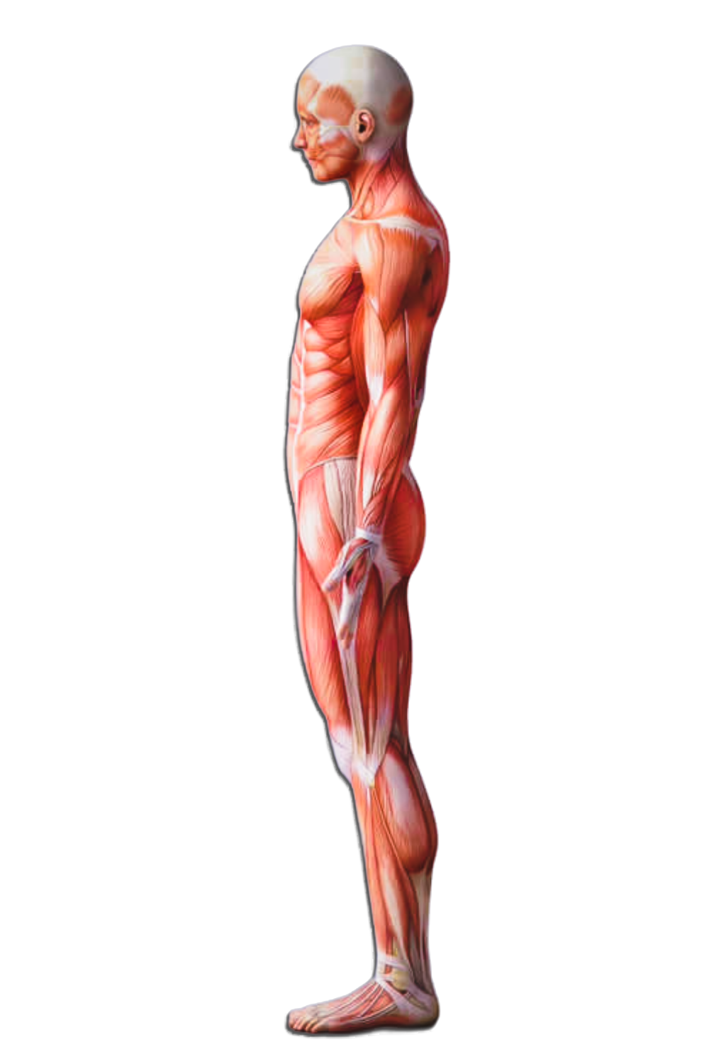 Profil gauche muscles